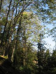 Regolare, con chioma leggermente squilibrata verso sud a causa dell esposizione e delle potature buono elevato 2 Pioppo tremolo Populus tremuloides Gruppo di 3 H 20-25 m, D 30-45 Filate, forma
