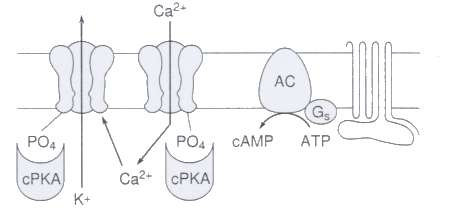 meccanismo molecolare attivati dai recettori 1 nel cuore