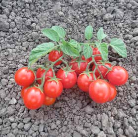 Minidor F1 Cherry & Miniplum Habitus: determinata precoce tondo 15 g Ibrido di pomodorino da industria con pianta di vigore ed elevata fertilità.