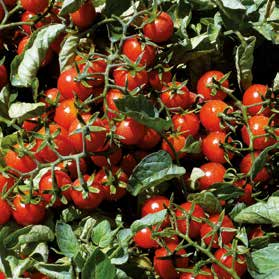 Ideale per la preparazione industriale del pomodorino in scatola è indicato anche per prodotti speciali di alta qualità.