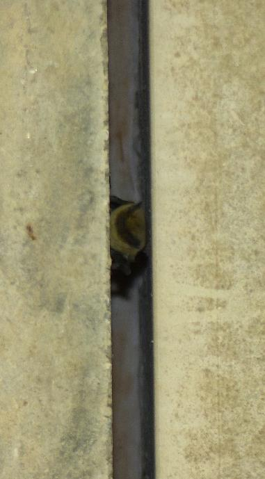 Nelle fessure di circa 3 cm che si formano tra le travi di cemento armato che costituiscono il ponte stesso, si rifugia una piccola colonia di Pipistrellus kuhlii.
