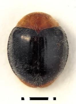 Parassitoidi di aleurodidi Cales noacki: Aleurothrixus floccosus Encarsia formosa Eretmocerus eremicus Eretmocerus mundus 6.