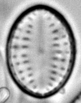 Bacillariophyceae 1 2
