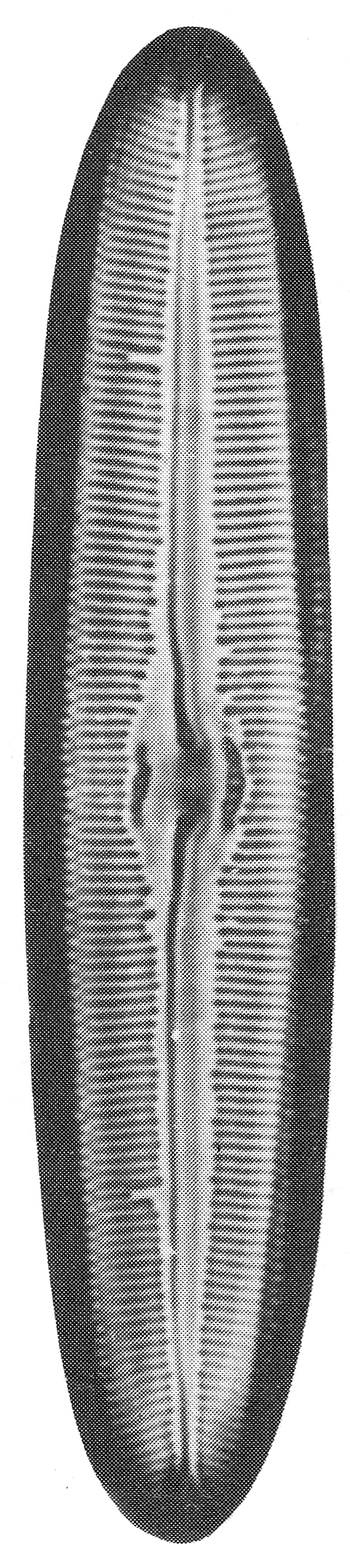 In particolare, Diatoma hyemalis è considerata in pericolo anche nella lista rossa delle diatomee di Germania (Lange-Bertalot, 1996).