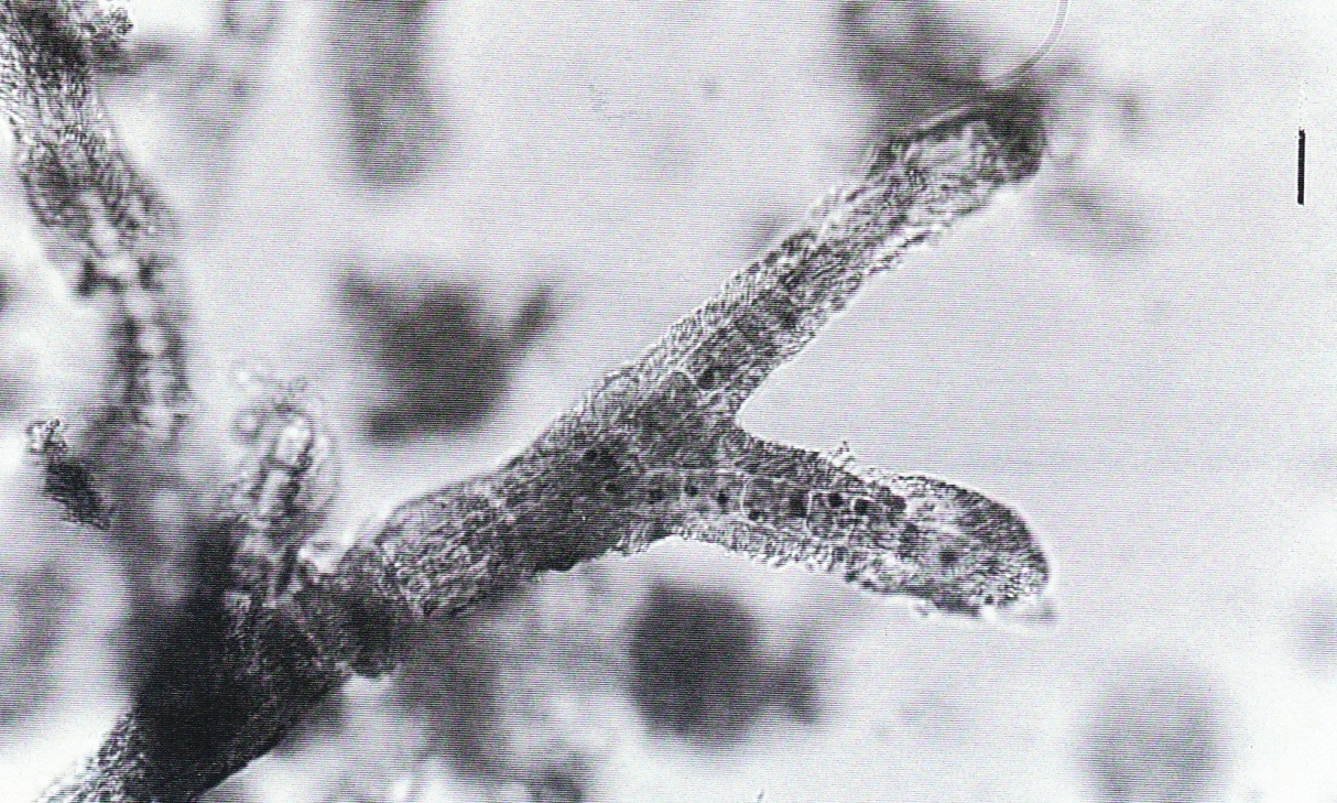 Cyanophyceae Geitleria calcarea Friedmann È stata osservata da Dell Uomo & Santoni (2000) in una zona molto oscura della Grotta Piccola nella Gola di Frasassi.