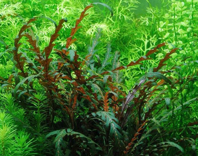 UNICA PLANT SOIL, grazie alle sue particolari caratteristiche chimico-fisiche, non necessita di fertilizzazione sul fondo, favorisce l assorbimento delle sostanze nutritive da parte delle piante e
