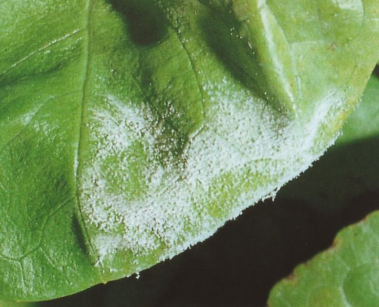 Peronospora Una delle malattie più diffuse e