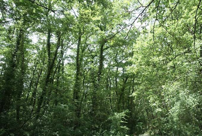 La vegetazione presente si differenzia, in questo bosco, rispetto a quella esterna alla riserva, per la presenza di grandi esemplari di cerro emergenti a distanze più o meno regolari, assenti o rari