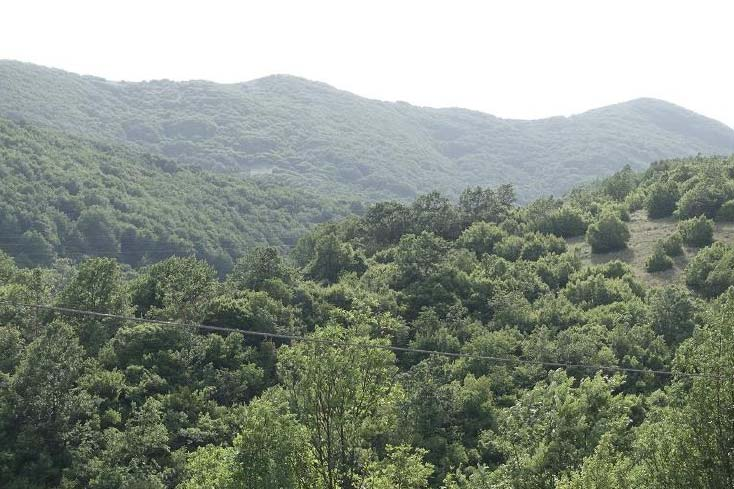 Foto 28 Panoramica della vegetazione in fase di sviluppo.
