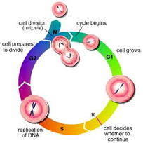 Ciclo Cellulare Biotecnologie http://upload.wikimedia.