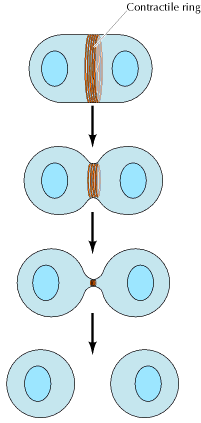 Le vescole allora si fondono, la lamina nucleare si riassembla e i cromosomi decondensano. Anello contrattile di actina e miosina II http://www.ncbi.nlm.nih.