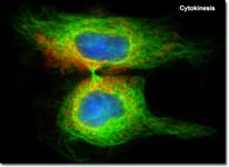 jpg NOTE http://micro.magnet.fsu.edu/cells/fluorescencemitosis/cytokinesis1la rge.html Può capitare che la telofase non sia seguita dalla citodieresi.