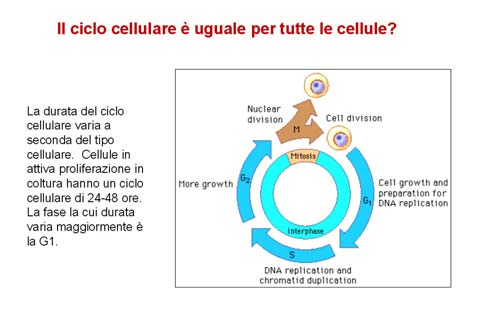 http://biologia.ilearn.unito.it/pluginfile.php/31640/mod_resource/content/0/lezioni/bc_a_19_nucleo_ciclo_cellulare_mitosi.pdf http://internal.champaignschools.