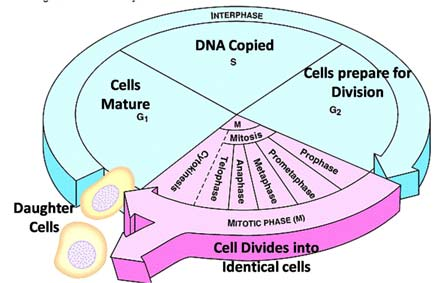 In questo periodo la cellule stanno costantemente sintetizzando RNA, producendo proteine e aumentando le loro dimensioni.