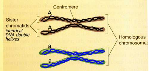 Cromatidi fratelli «sister chromatids» (dopo la fase S) Cromatidi I cromatidi sono le copie