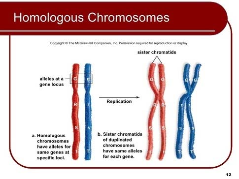 ogni cromosome consiste di due cromatidi. http://academic.brooklyn.cuny.