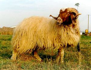 Awassi Provenienza: Asia minore e Medio Oriente, appartenente al gruppo delle pecore con lipoma caudale. Caratteristiche : a) taglia: grande b) peso: maschi kg 90-120; femmine kg 65-80.