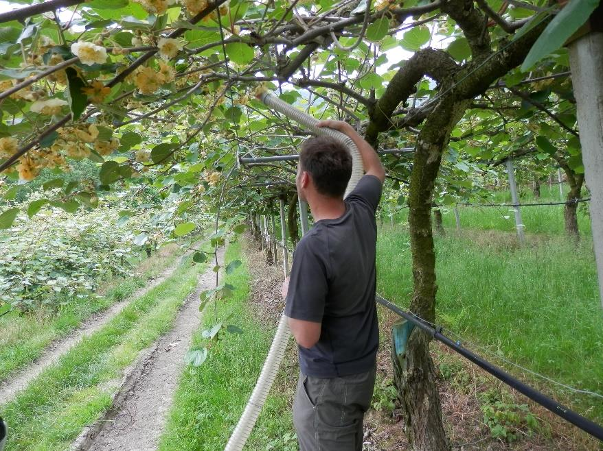 CILIEGIO Drosophila suzukii Vedi le indicazioni riportate nei precedenti avvisi. ACTINIDIA Fioritura - Impollinazione Come già anticipato, in questi giorni è in corso la fioritura dell actinidia.