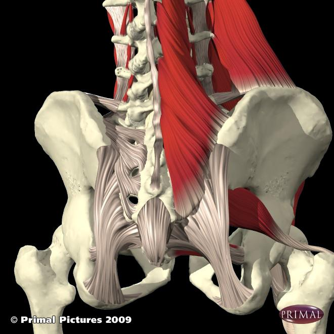 In questa figura si nota come la componente del legamento ileo sacrale dorsale sia in stretta continuità con il muscolo multifido ed estensore della colona,