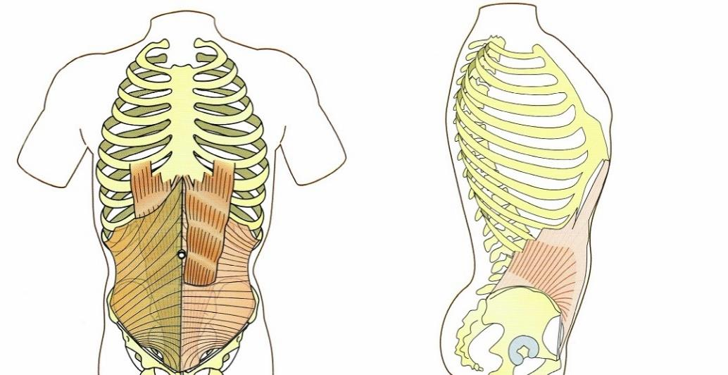 Tutto il sacro risente delle tensioni dei muscoli riportati sopra, notevole importanza la riveste anche il tensore della fascia lata, il piriforme ed in generale i muscoli