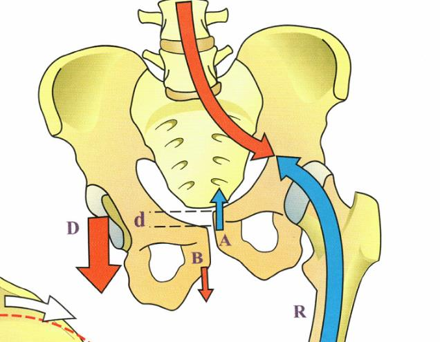 All atto pratico si proceda con il testare l attivazione muscolare, in particolare del gluteo e del gran dorsale, procedendo con un indagine differenziale.