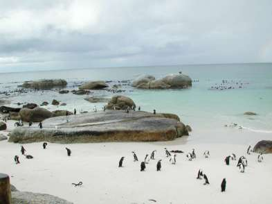 Si prosegue poi per Cape Agulas (il punto più a sud dell Africa) e si avrà la possibilità di sostare sulla spiaggia di Boulder s Beach per ammirare i