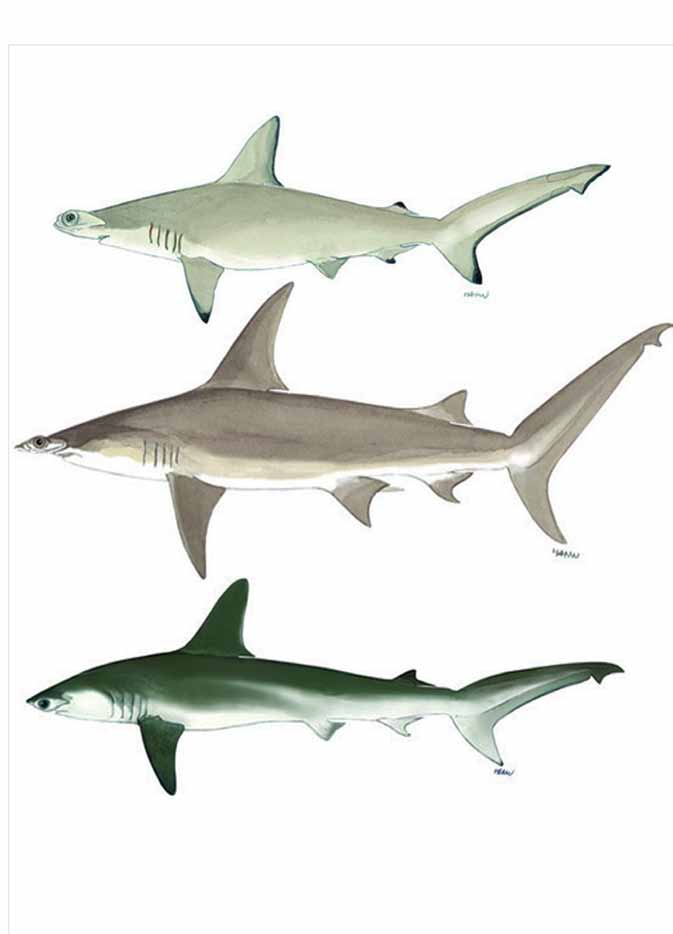 Fonte immagine I tre squali martello presenti in Mediterraneo.