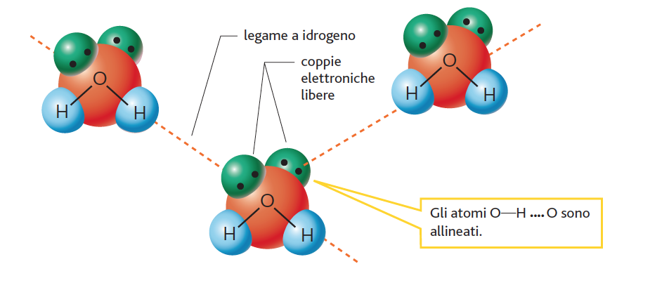 Tra le molecole d acqua si forma legami a idrogeno Il legame a idrogeno è una forza attrattiva che si stabilisce tra molecole che contengono un atomo