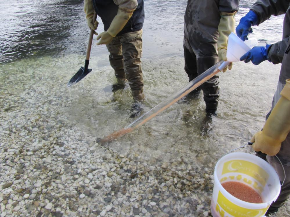 Gestione trota marmorata progressi recenti: PARTE 1 Adeguamento pesca trota marmorata (e.g. Adige; tratto medio-basso) - Aumento della misura minima (50 cm) - Riduzione prelievo (da 4 a 1 capo/uscita) - NO esche naturali (ecc.