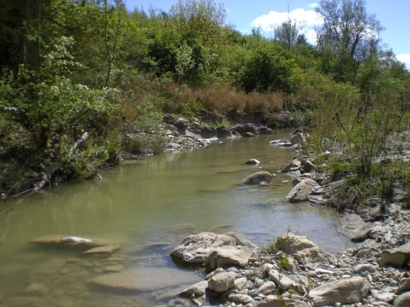 Fiume Uso_ stazione Uso 03 (150 m.s.l.m.) Il Fiume Uso presenta, in questo tratto, caratteristiche tipiche dell iporitron.