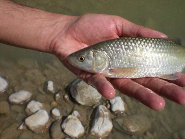 Comunità ittica_ parametri demografici generali Il campionamento, eseguito nel mese di aprile, ha permesso di rilevare 2 sole specie ittiche con netta prevalenza del cavedano.