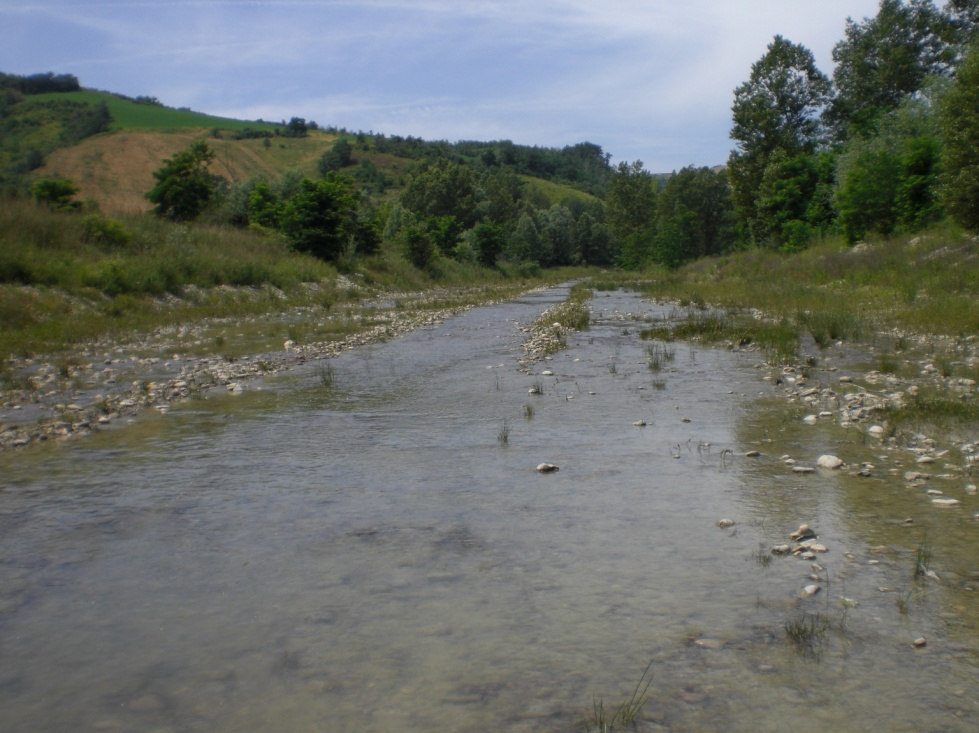 Fiume Uso_ stazione Uso 05 (105 m.s.l.m.) Il tratto esaminato si presenta totalmente rettificato e costretto a scorrere all interno di argini in terra.