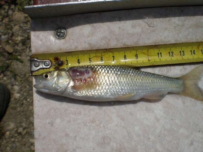 Comunità ittica_ parametri demografici generali Il campionamento, eseguito nel mese di giugno, ha permesso di rilevare 2 sole specie ittiche: cavedano e cobite.