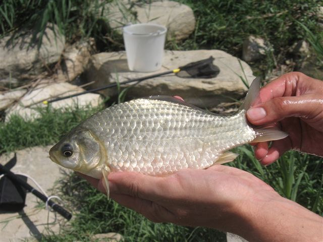 Comunità ittica_parametri demografici principali Il campionamento, eseguito nel mese di luglio, ha fatto emergere la presenza di una comunità ittica molto alterata e composta da sole 3 specie.