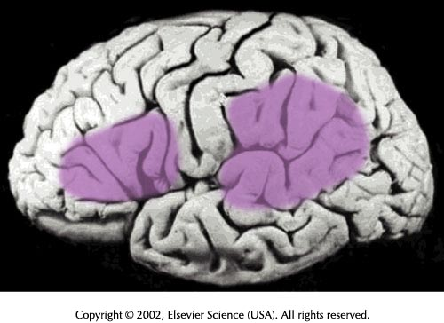 Area di Broca e