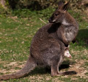 non può essere ospitato negli zoo e che quindi il Parco tutela