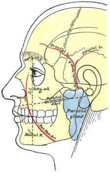 SITI DI RILEVAZIONE DEL POLSO PERIFERICO Temporale : è il polso situato sull'arteria temporale, localizzata tra l'occhio e l'attaccatura