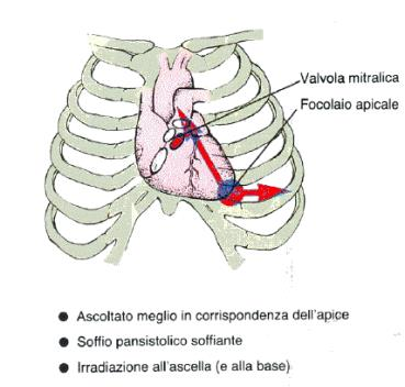 Apicale : è il polso auscultato a livello dell'apice cardiaco nel quarto o quinto spazio