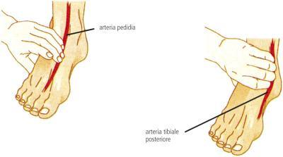 Tibiale posteriore : situato sull'arteria posta dietro il malleolo mediale, osso interno della caviglia, nel solco tra malleolo e tendine di Achille.