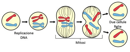 Divisione cellulare: mitosi Quando una cellula diploide deve riprodursi e dare origine ad altre cellule diploidi, ad esempio durante la crescita dell'organismo, lo sviluppo embrionale o per riparare