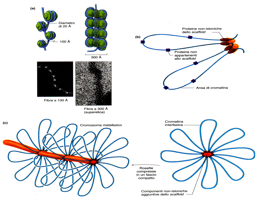 loops Protein scaffold SARs