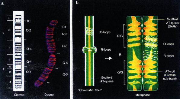 Chromatid fibers Anse piccole