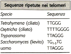 Dominio di appaiamento Composto da proteine denominate INCENP (INner CENtromere Protein) strettamente associate ai cromatidi fratelli Cromatidi fratelli Presumibilmente coinvolti in almeno tre