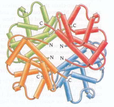 STRUTTURA QUATERNARIA delle proteine La struttura quaternaria si ha quando la proteina è composta da più catene polipeptidiche