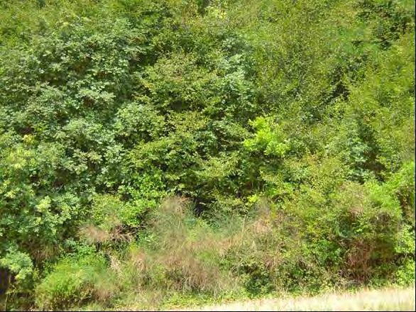 Bosco a Carpino nero (Scutellario-Ostryetum