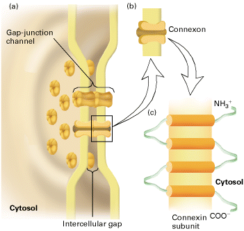 Due tipi di segnali fisiologici: Elettrici = alterazioni del potenziale di membrana delle cellule Chimici = molecole