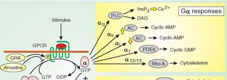 heterotrimeric G protein signalling