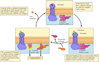 Questo processo inattiva la subunità α, che si dissocia dalla proteina bersaglio e si riassocia con il complesso βγ per