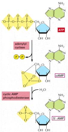 ADENIL CICLASI La sintesi e degradazione dell AMP ciclico L AMP ciclico viene sintetizzato in una reazione catalizzata dall