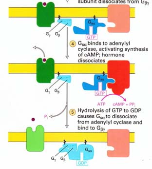 r eport=objectonly Attivazione ormonale dell adenil ciclasi Il legame di un ormone promuove l interazione del recettore con una